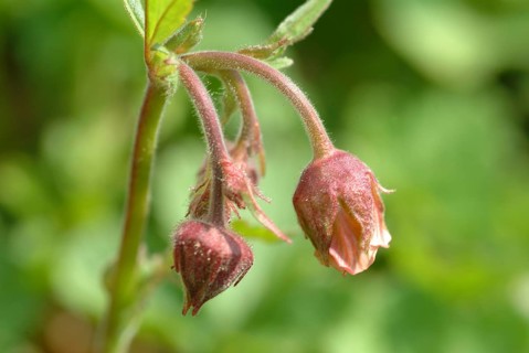 Water avens (Geum rivale), medicinal plant, medicinal use