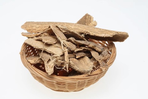 Bark of the god tree of heaven (Ailanthus altissima), medicinal plant of Chinese medicine
