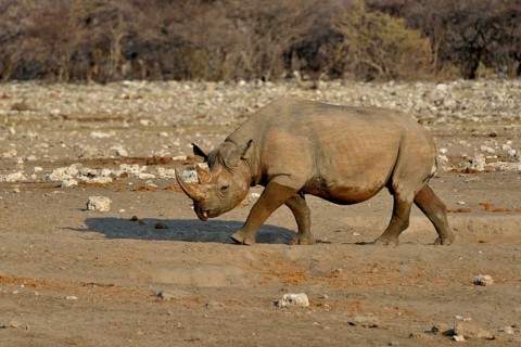 Hook-lipped rhinoceros or Black rhinoceros (Diceros bicornis), Chudop, Etosha National Park,