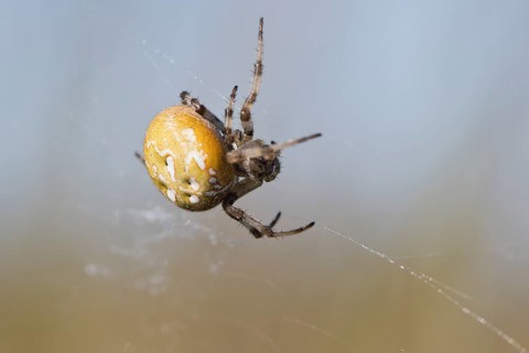 Four-spot orb weaver (Araneus quadratus), Emsland, Lower Saxony, Germany, Europe
