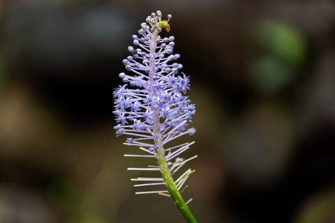 Blossom of the blue lily (Merwilla plumbea), Madeira, Portugal, Europe