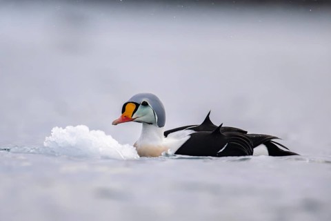 King eider (Somateria spectabilis), male, Batsfjord, Båtsfjord, Varanger Peninsula, Finnmark,