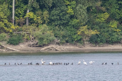 Dalmatian Pelicans (Pelecanus crispus) and great cormorant (Phalacrocorax carbo) on a sandbank in