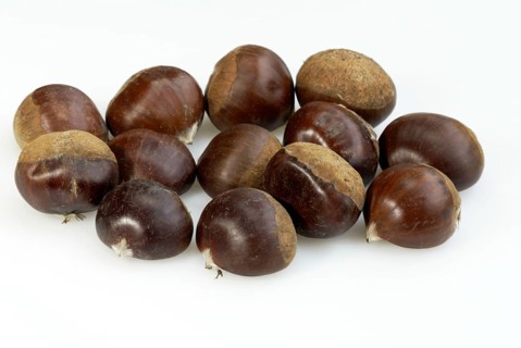 Sweet Chestnut (Castanea sativa) fruits