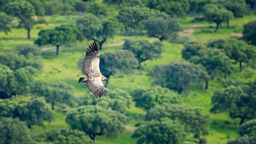 Griffon Vulture (Gyps fulvus) Old World Vulture, flying, circling over olive grove, foraging in the