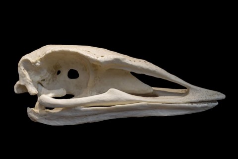 Skull of elephant bird, extinct flightless bird belonging to the order Aepyornithiformes that were