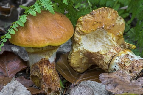 Greville's bolete (Suillus grevillei), larch bolete, showing underside partially eaten by slugs in