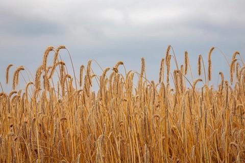 Grain field, ripe barley (Hordeum vulgare), Rhineland-Palatinate, Germany, Europe