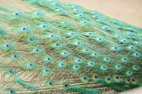 Indian peafowl (Pavo cristatus) feathers, detail, eyes, Spain, Europe