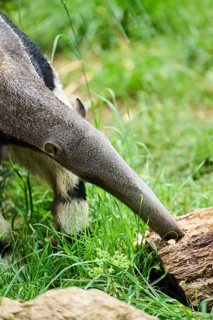 Giant anteater (Myrmecophaga tridactyla), captive, distribution South America