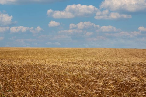 Grain field, ripe barley (Hordeum vulgare), Rhineland-Palatinate, Germany, Europe