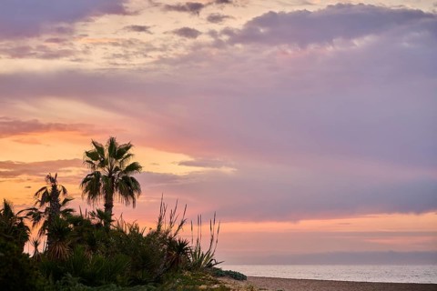 Mexican fan palm (Washingtonia robusta) at sunrise growing on a beach near Tarragona, Catalonia,