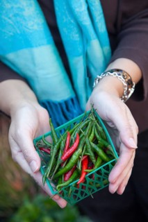 Woman's hands holding a small basket of freshly picked organic chili peppers at the farmers market