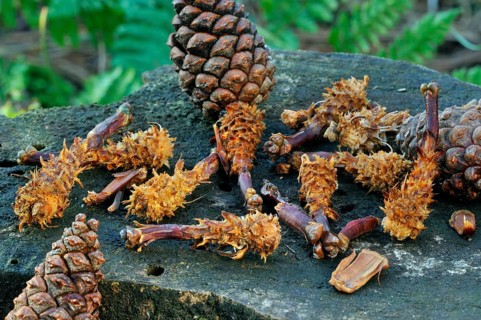 Cones of scots pine (Pinus sylvestris), stripped by red eurasian red squirrel (Sciurus vulgaris) on