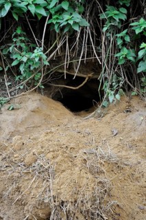 Entrance to an active Badger (Meles meles) sett showing old bedding material on the spoil heap,