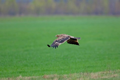 Eastern imperial eagle (Aquila heliaca) flying over field, Austria, Europe