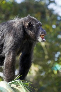 Common chimpanzee (Pan troglodytes), lateral view