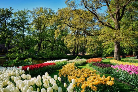 Blooming pink tulips flowerbeds in Keukenhof flower garden, also known as the Garden of Europe, one