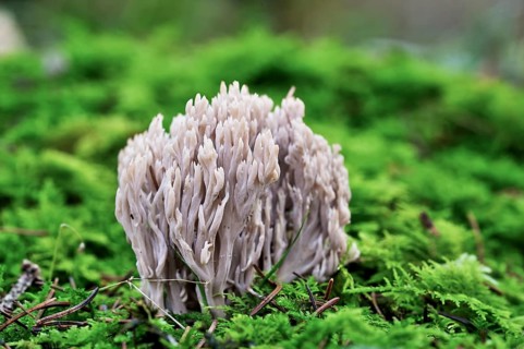 Coral Fungus (Clavulina cinerea), Upper Austria, Austria, Europe