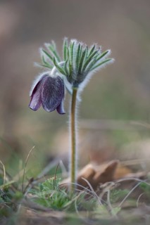 Black Pasque Flower (Pulsatilla nigricans), Burgenland, Austria, Europe
