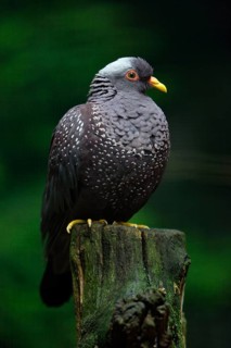 African olive pigeon (Columba arquatrix)