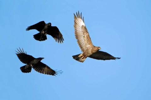 Carrion crows (Corvus corone corone) attack Steppe buzzard (Buteo buteo), Hesse, raven crow, crow,