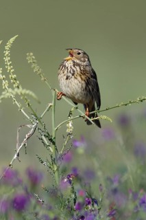 Corn Bunting (Miliaria calandra) Portugal