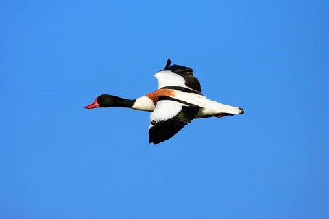 Common shelduck (Tadorna tadorna), Texel, Shelduck, Exempt, Netherlands