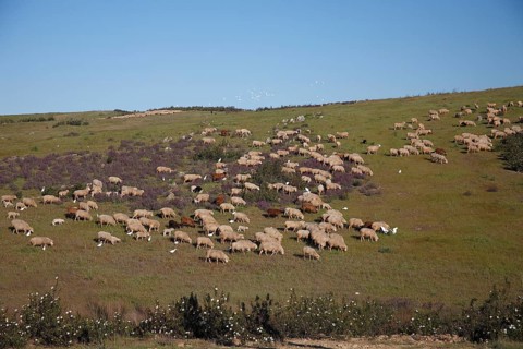 Domestic sheep on pasture, San Marcos nature reserve, Alentejo, sheep, sheep flock, Portugal,