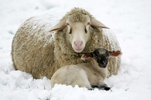 Merino sheep with lamb, sheep, sheep