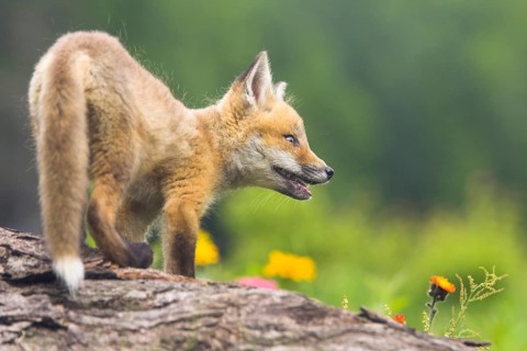 American Red Fox (Vulpes vulpes fulva) cub