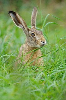 European brown hare, Dingdener Heide nature reserve, North Rhine-Westphalia, Germany, Europe