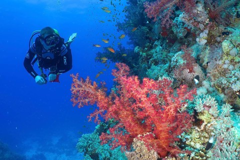 Diver looking at Klunzinger's tree coral (Dendronephthya klunzingeri) and shoal, group of sea