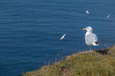European herring gull (Larus argentatus), Oberland, Helgoland Island, Germany, Europe
