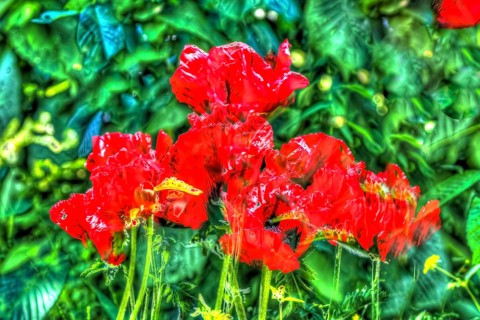 Oil painting, bright flowers, red blossom, poppy (Papaver), flowers creative, different plants
