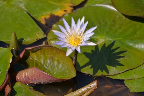 Blue Lotus (Nymphaea caerulea), South Luangwa National Park, Luangwa Valley, Zambia, Africa