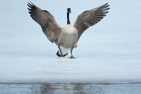 Canada goose -branta canadensis- landing on a frozen lake