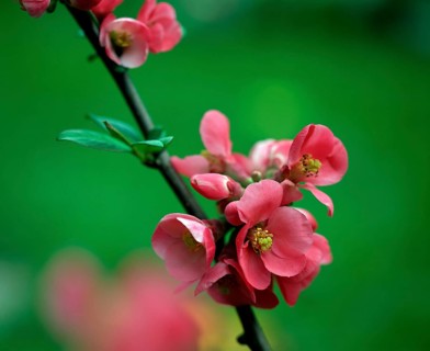 Ornamental quince (Chaenomeles japonica), blooms