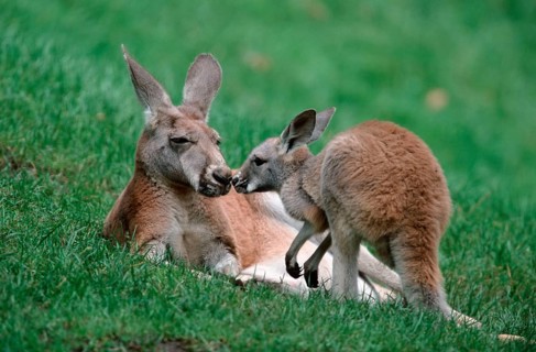Red kangaroos, Female with young, Red (Macropus rufus) giant kangaroo