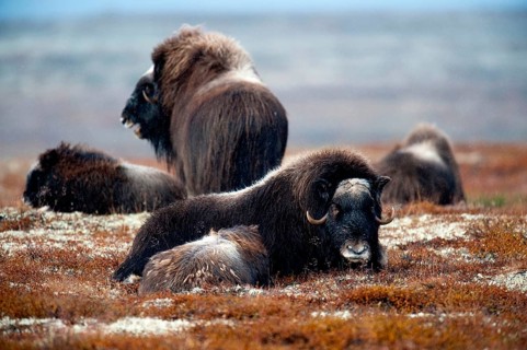 Musk ox (Ovibos moschatus), autumn, Dovrefjell National Park, Norway, Europe