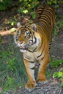 Sumatran Tiger (Panthera tigris sumatrae)