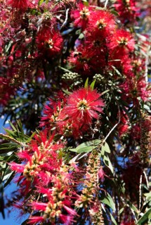 Scarlet bottlebrush (Callistemon citrinus), Gran Canaria, Canary Islands, Spain, Europe
