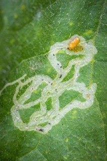 Close-up, leaf with larva of leaf blotch miner (Gracillariidae), leaf miners, Ternitz, Lower