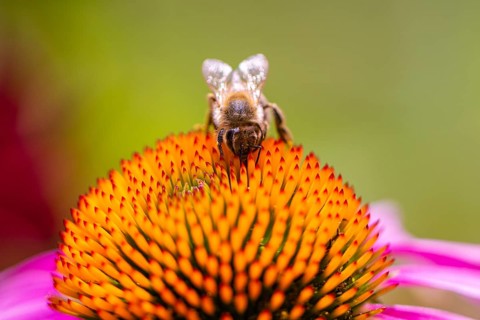 (Echinacea), purple, with honey bee (Apis), Ternitz, Lower Austria, Austria, Europe