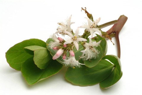 Bog bean (Menyanthes trifoliata) or bitter clover, medicinal plant