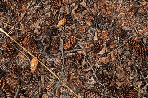 Fir cones of Douglas fir (Pseudotsuga menziesii) lying on the ground, Vancouver Island, Canada,