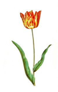 Garden tulip (Tulipa), variation of the tulip gesneriana, Historic, digitally restored reproduction