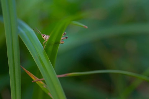 Close-up, field locust (Calliptamus italicus), sitting on a blade of grass, neustadt am Rübenberge,