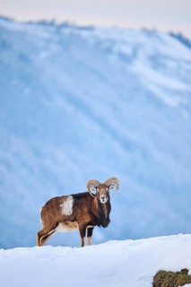 European mouflon (Ovis aries musimon) ram on a snowy meadow in the mountains in tirol, Kitzbühel,