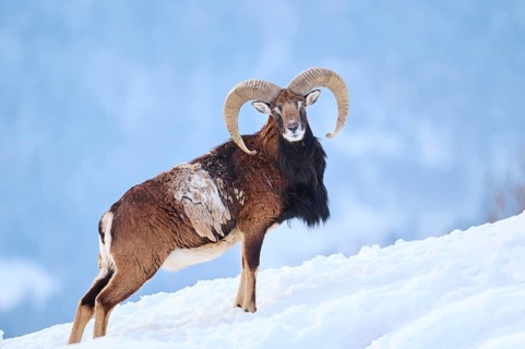 European mouflon (Ovis aries musimon) ram on a snowy meadow in the mountains in tirol, Kitzbühel,